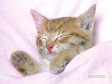  Gato Arte - gato somnoliento en la cama